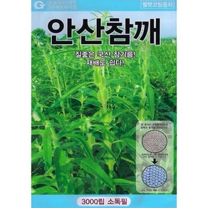 (씨앗) 안산참깨 - 가지깨 - 참깨씨앗의 대표적인 다분지 다수확 코팅 참깨 씨앗 - 3천립, 1개