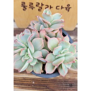 [룰루랄라다육][랜덤]다육식물 화이트스노우, 1개