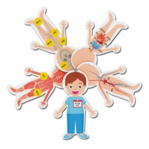 [SCIFARM 과학완구] 사이언스팜 FM 창작용 인체구조 카드 (1인용), 1개