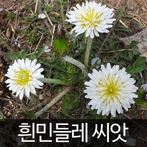 흰민들레 씨앗 민들레 종자 야생화 꽃씨 토종 100알, 1개