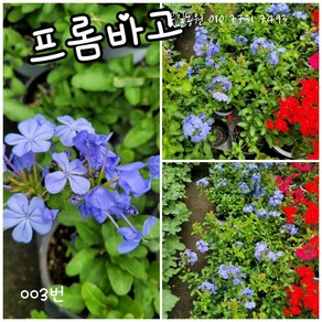 프롬바고 003 특랜덤 공기정화식물/미세먼지/공기정화효과 공기정화식물