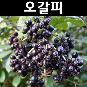 오갈피 나무 묘목 실생2년 뿌리 특묘 5개/특용수 약용수, 5개