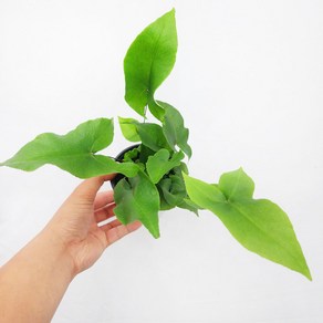 에덴플랜트 노빌리스 고사리 도리옵테리스 양치류 실내식물 1개