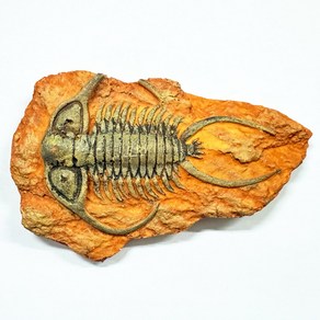 삼엽충 표본화석(중형) trilobite fossil