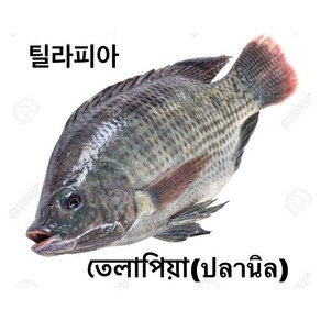 S.N. FOOD FROZEN BLACK TILAPIA(냉동 틸라피아)방글라데시 미얀마 생선 800G UP/1마리, 800G UP, 냉동제품 24시안으로 반품가능, 1개