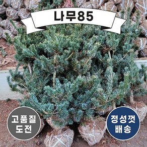 (나무85) 오엽송 키 1.2m내외(분), 1개