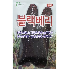 피피에스 블랙베리 옥수수 씨앗 50립 검정옥수수, 1개