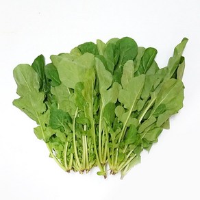 루꼴라 rucola 1kg 로케트 아르굴라