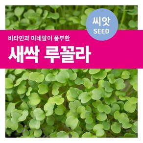 마이플랜트 로켓샐러드 루꼴라 새싹 씨앗 15g, 1개