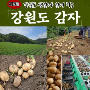 강원도 정선 햇감자 포슬포슬 두백감자 씨감자 5kg 10kg 국내산 제철 감자 택배배송 [원산지:국산(강원도 정선군)], 1박스, 두백 (씨)감자 20Kg