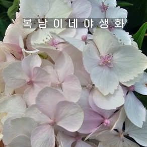 흰수국 테레사 [1포트 복남이네야생화 모종 화이트 hydrangea]