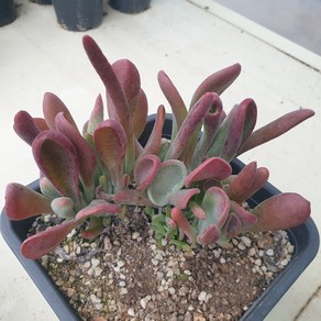 [수암다육] 호빗당인 랜덤발송 Kalanchoe luciae 'Oicula' 다육 다육이 다육식물 국민다육 다육이키우기 선인장 플랜테리어 미니선인장, 1개