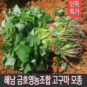 [MD추천] 해남 금호영농조합 종자업등록 직접 키운 고구마순 고구마모종 지정일 배송, 1박스, 꿀고구마모종 10kg