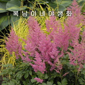 아스틸베 핑크 레인랜드 [1포트 복남이네야생화 모종 노루오줌 라인란드 astilbe], 1개