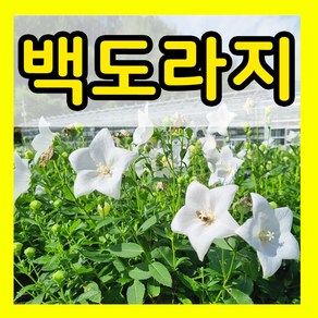 백도라지 씨앗 1000립 도라지 씨 키우기 종자 파종