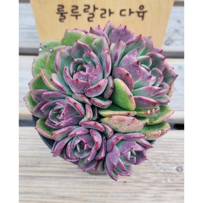 [룰루랄라다육][랜덤]다육식물 블랙퀸군생, 1개