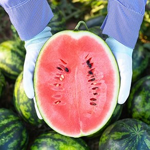 [품질보장]경남 함안 하우스 꿀수박 4kg 5kg 6kg 외 / 껍질 얇고 당도 좋은 하우스 수박!!, 1개, 하우스 꿀수박 4kg 내외