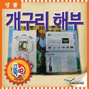 실험뚝딱 개구리해부 5인세트 FSE9