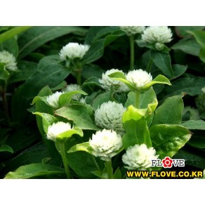 천일홍(흰색), 1개