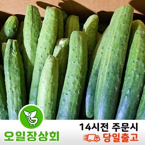 ( 오일장 상회 ) 국내산 다다기오이 백오이 지오이 업소용 식당용 중품 C품 45개내외