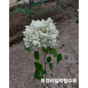 향수팜 북경라일락 향수목 3년생분묘, 1개