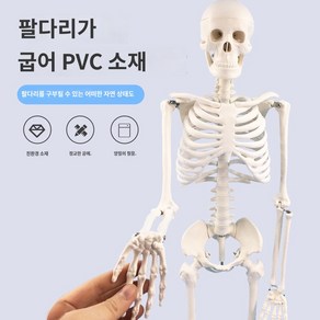 해골 뼈 모형 인체 45cm, 45센티 모형개