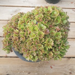 [수암다육] 할로윈 철화 랜덤발송 Aeonium 'Halloween' f. cistata 다육 다육이 다육식물 532, 1개