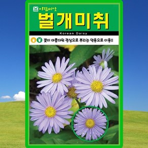 아람종묘 벌개미취 씨앗 500립 벌개미취 꽃씨 야생화 약초 종자