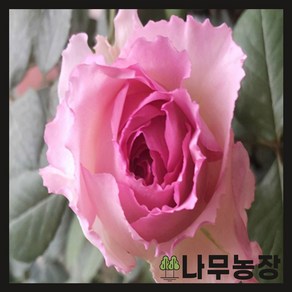 (나무농장) 티앤랑로즈 실크가멘트 삽목 14cm 화분, 1개, 1개