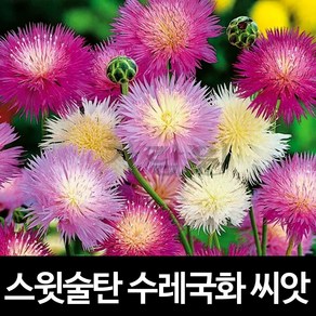 스윗술탄 수레국화 씨앗 딱분꽃 씨앗 꽃씨 종자 100알