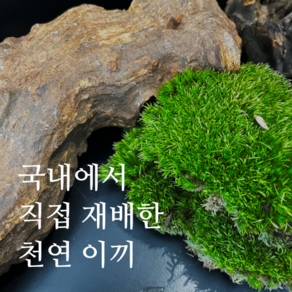 천연 이끼 모음 (비단 꼬리 깃털 털깃털 이끼), 1개, 깃털이끼 (10 * 10Cm)