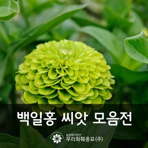 우리화훼종묘 백일홍 씨앗- 퀸 라임 0.20g, 1개