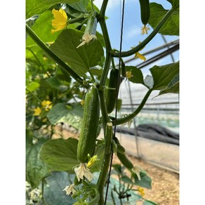 [희야농장]당일수확 농장직배송 미니오이2Kg (원산지: 국산 대구광역시 동구), 1개, 2Kg