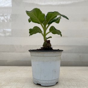 [다은꽃농원]단애의 여왕 중품 브라질 에델바이스 키우기쉬운 실내공기정화식물 인테리어, 1개