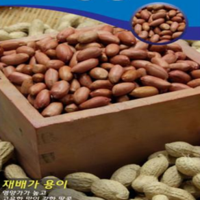 종자용 땅콩씨앗(100g) wj042, 1개