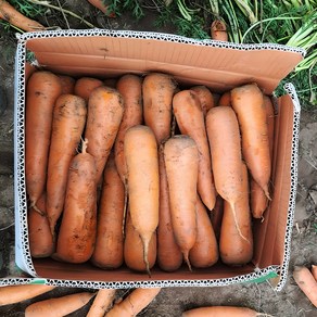 재구매율높은 국내산 제주 햇 당근, 1박스, 5kg (상)