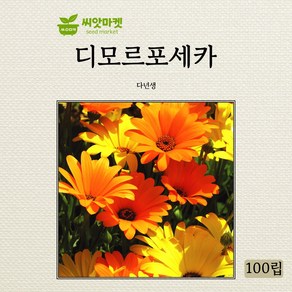 씨앗 디모르포세카 혼합(야생화 아프리칸데이지) 100립, 1개