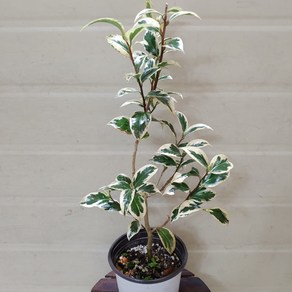 [성심꽃농원] 월의 취설_50~60cm, 1개
