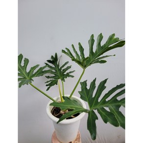 매력짱 호프셀렘 대품 50~70cm 229