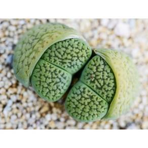 Lithops hookeri V. Dabneri Annarosa 안나로사 씨앗10립 리톱스씨앗