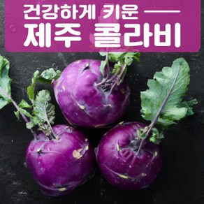 아삭아삭 고당도 제주산 농장직송 제주 햇 콜라비 3kg 5kg 10kg, 3. 제주 콜라비 10kg, 1개