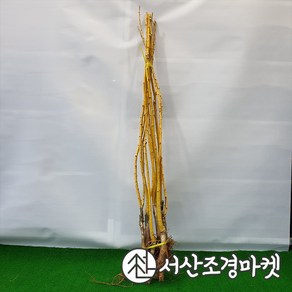 황금회화 묘목 3년생 나무 서산조경마켓, 1개