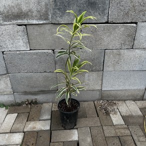 송오브인디아 쌍대 80cm