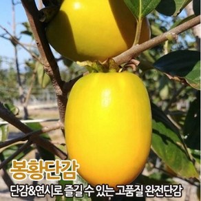 단감나무 묘목 접목1년생