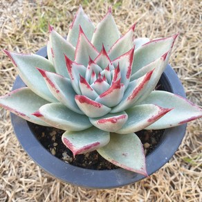 [수암다육] 마왕 랜덤발송 Echeveia agavoides sp. 다육 다육이 다육식물 국민다육 다육이키우기 선인장 미니선인장, 1개