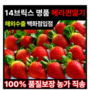 [백화점 입점 프리미엄] 바른마켓 14브릭스 메리퀸 딸기 특대과 대과 수확 농장직송 100% 파손보장, 1세트, 700g ( 대 30개 )