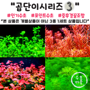 <수초마을> 곱고예쁜 인기수초만 모은 곱단이시리즈 셋 세트 4종(25줄기)구성 로탈라블러드 도리마리아코다타 루드위지아 슈퍼레드 암브리아 폭번수초 초보수초 어항수초, 1세트