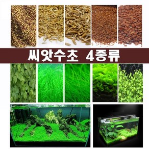 씨앗수초 수초씨앗 수초 전경수초 4종 하이그로필라 헤어글라스, 1개, 4번