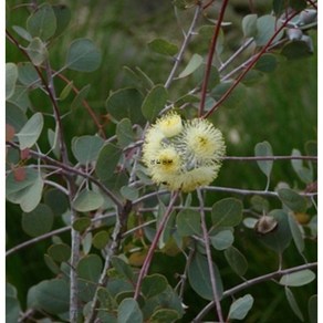 유칼립투스씨앗 (오르비폴리아 Eucalyptus obifolia) (일반종) 20립, 1개