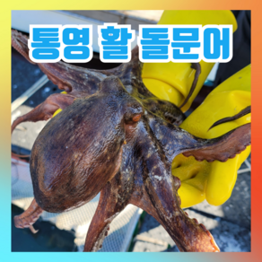 [특등품] 자연산 돌문어 통영 당일바리, 1개, 2kg[1~6미]